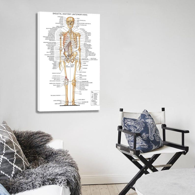 Skeletal Anatomy (front View) Canvas Wall Art Poster Picture Print ...