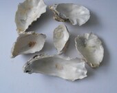 Shell Craft Selection Oyster Shells Nautical Natural Destash Sea Shells Marine Beach