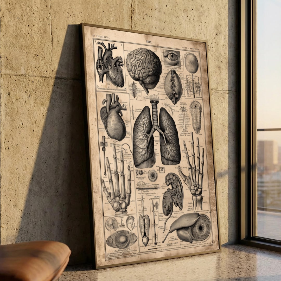 Vintage Anatomy Chart Canvas, Human Organs Illustration, Medical Wall ...