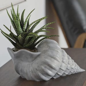 May include: A grey, seashell-shaped planter with a green succulent plant. The planter has a textured surface and sits on a dark wooden table. The plant has green leaves with white markings. The planter is approximately 30 cm long.