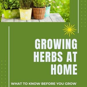 May include: Image of potted herbs on a wooden table. The herbs are in various containers, including a green square pot, a yellow bucket, a woven basket, and a blue pot. The image also includes the text "GROWING HERBS AT HOME".