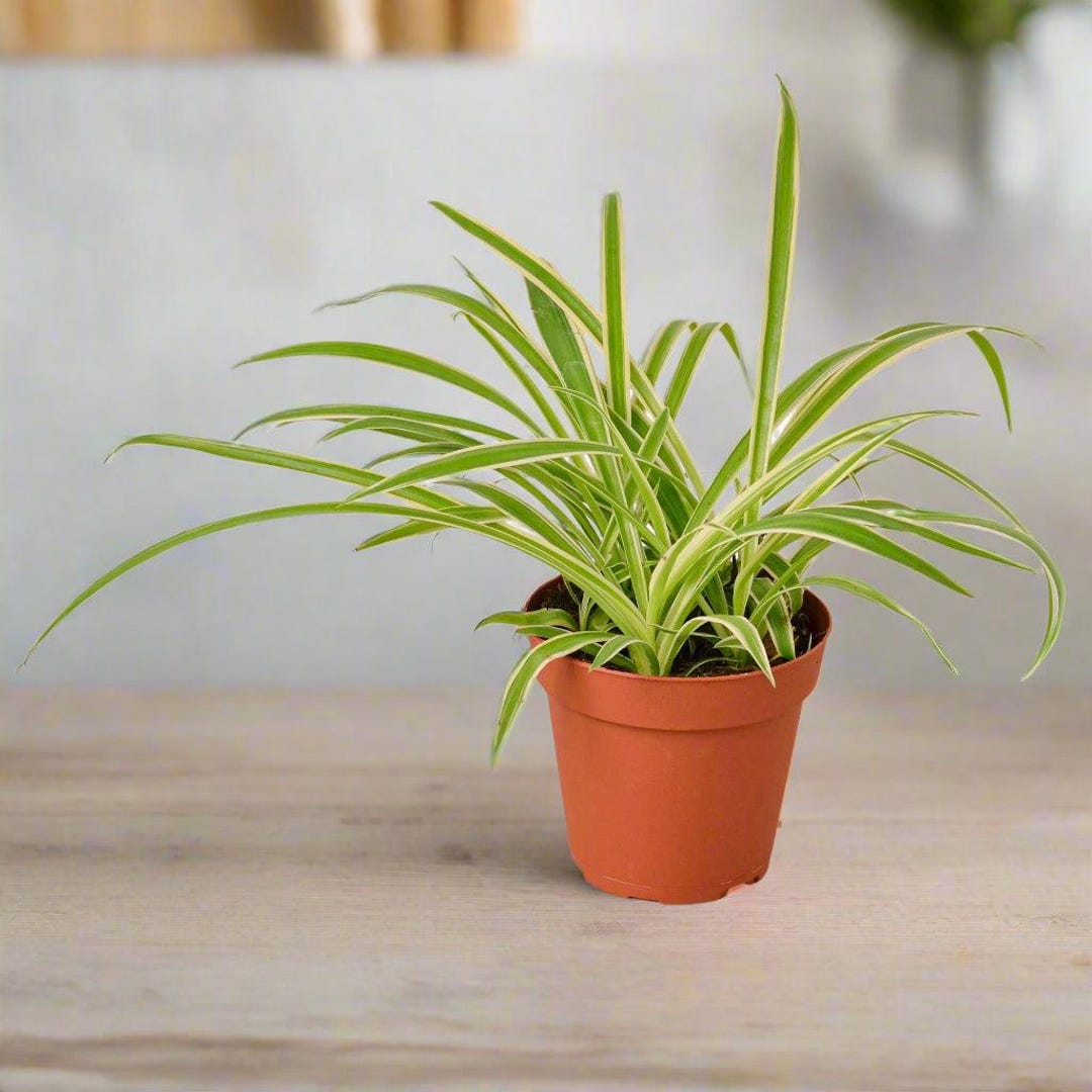 Howtobasic Reverse Plant Tree Spider Plant Reverse - Etsy