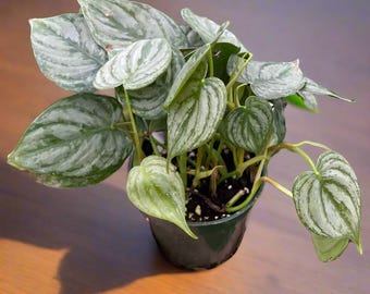 Philodendron 'brandi' Houseplant - Etsy
