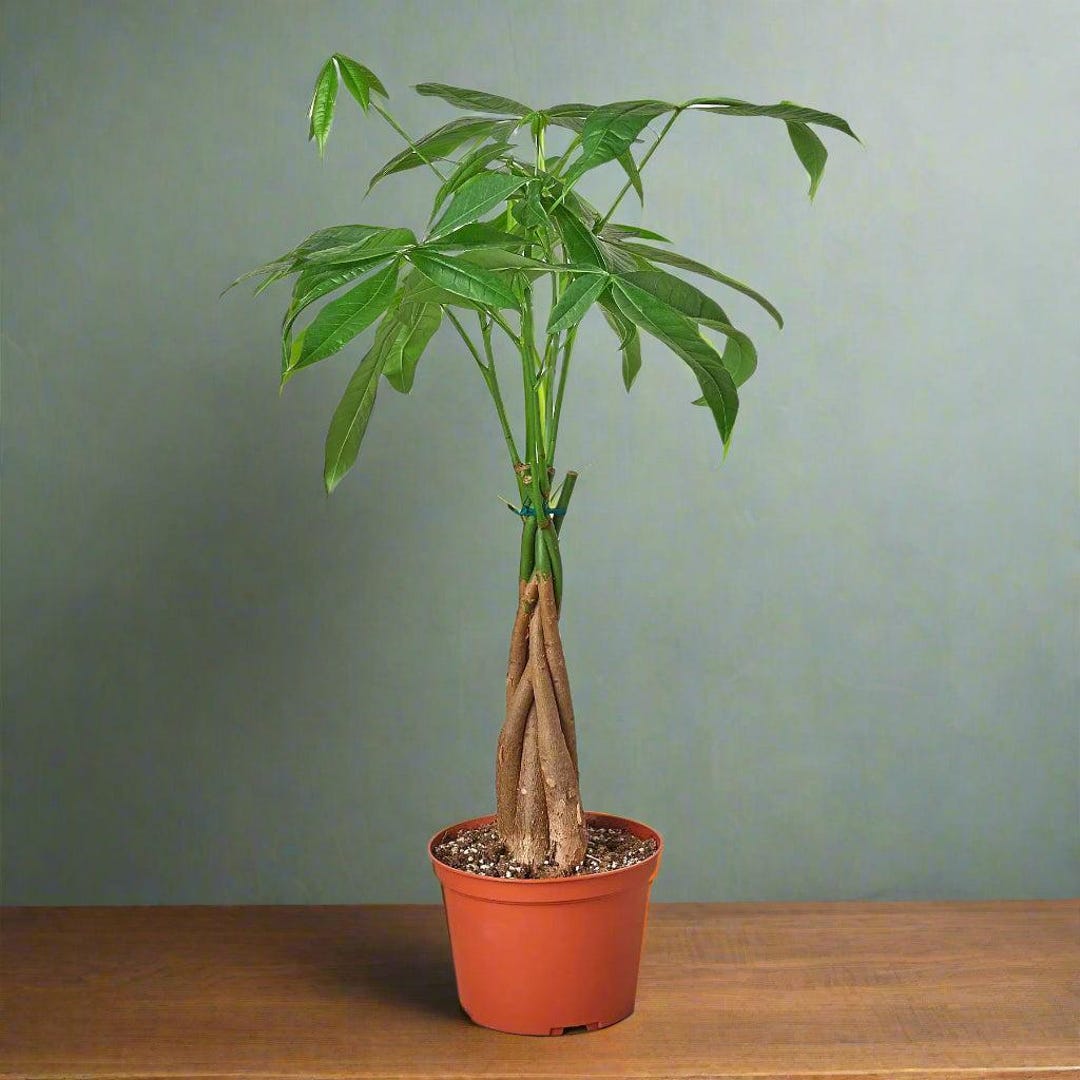 trellis monstera Stake Monstrella /Monstera Silhouette Grande Cherry Treleaf