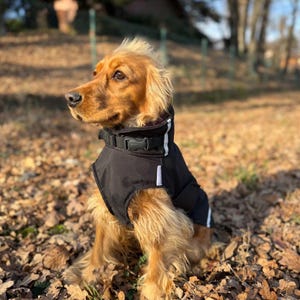 Może przedstawiać: Złoty Cocker Spaniel w czarnym płaszczu dla psa z białym paskiem. Pies siedzi na zewnątrz wśród opadłych brązowych liści, z rozmytym tłem drzew i słońca.