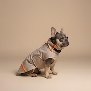 May include: A tan dog raincoat with orange reflective stripes and trim. The dog is a French Bulldog, wearing a black collar. The raincoat has a high collar and covers the dog's back and chest.