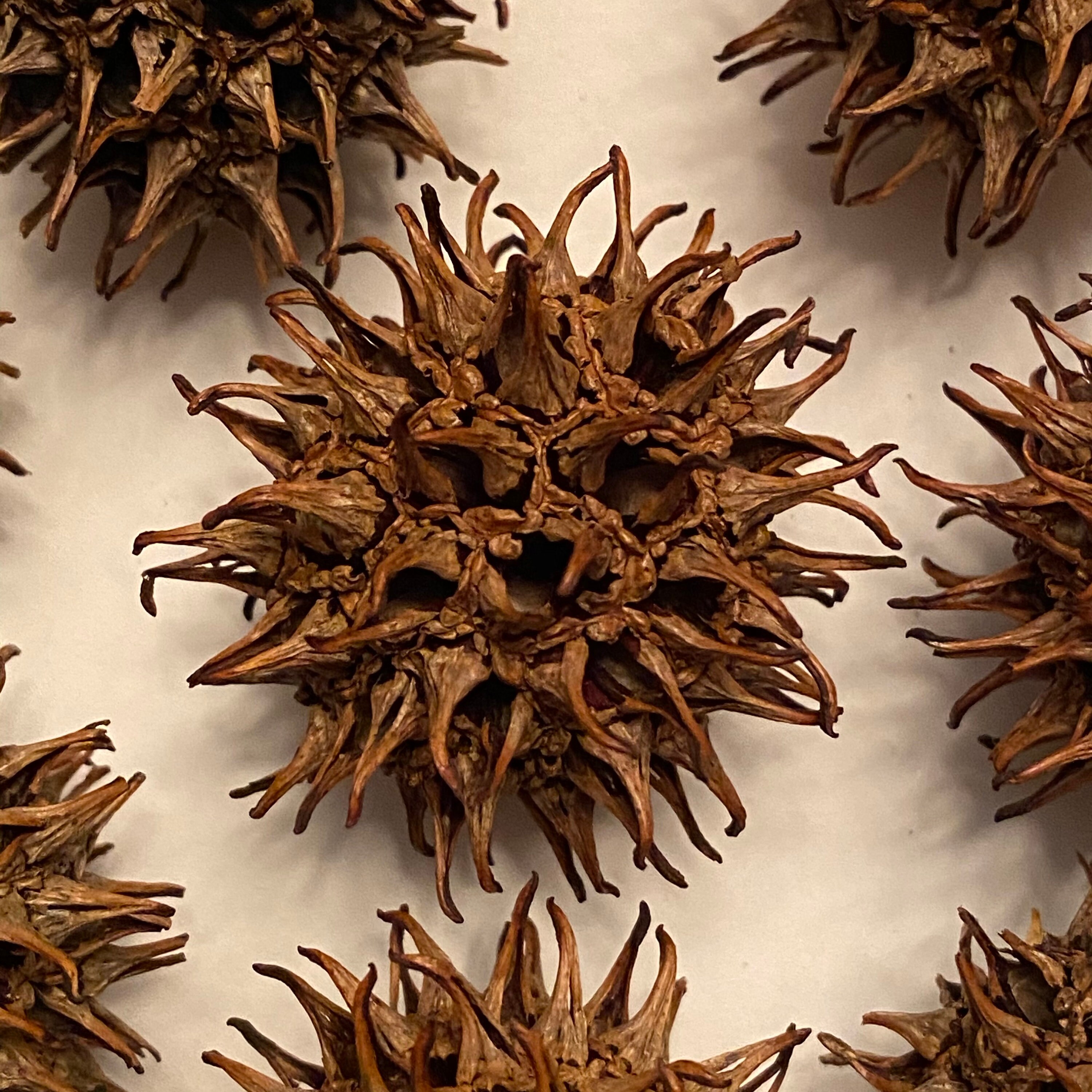 Sweet Gum Pods Sweet Gum Fruit Sweet Gum Balls Witches Etsy