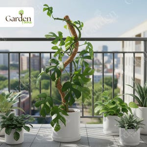 May include: A potted Rhaphidophora tetrasperma plant with large, green, split leaves, climbing a brown coir pole. The plant is in a white ceramic pot, surrounded by other potted plants on a balcony with a city view. The logo "Garden Forme" is in the top left corner.