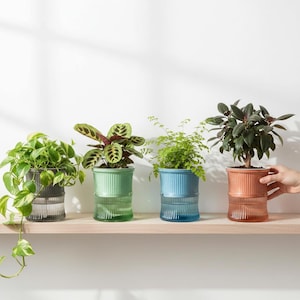 May include: Four potted plants in coloured glass planters on a wooden shelf. The planters are in shades of grey, green, blue, and peach. The plants have various green foliage. The shelf is against a white wall.