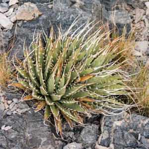 Agave Albopilosa - Etsy