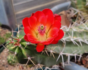 Echinocereus Pectinatus Ssp. Ctenoides {melchor Muzquiz, Coahuila, Mexico),  20 Seeds - Etsy