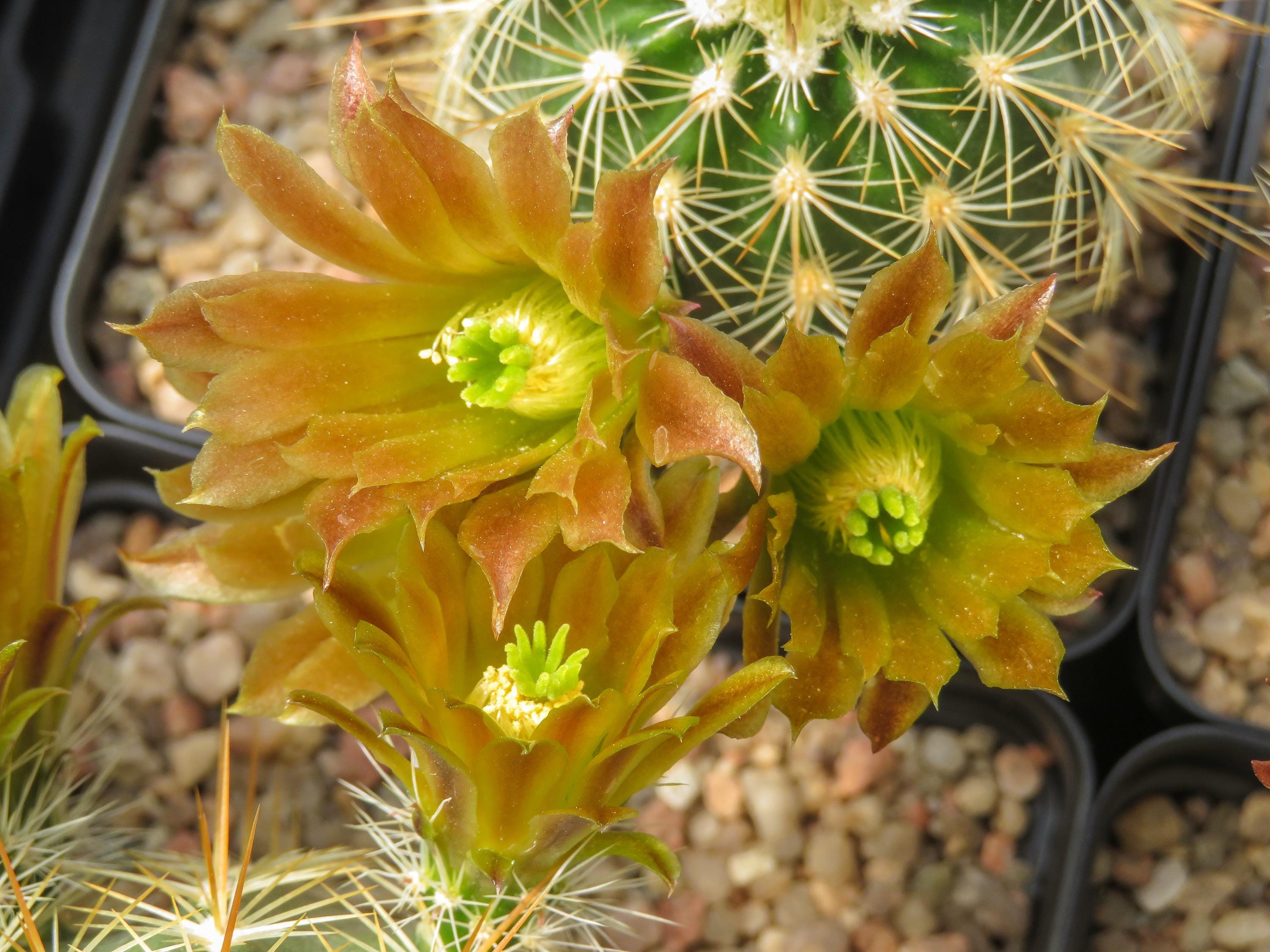 Mexican Pitaya Plant - Etsy