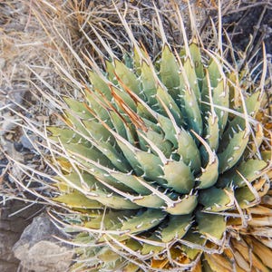 Agave Utahensis Eborispina - Etsy