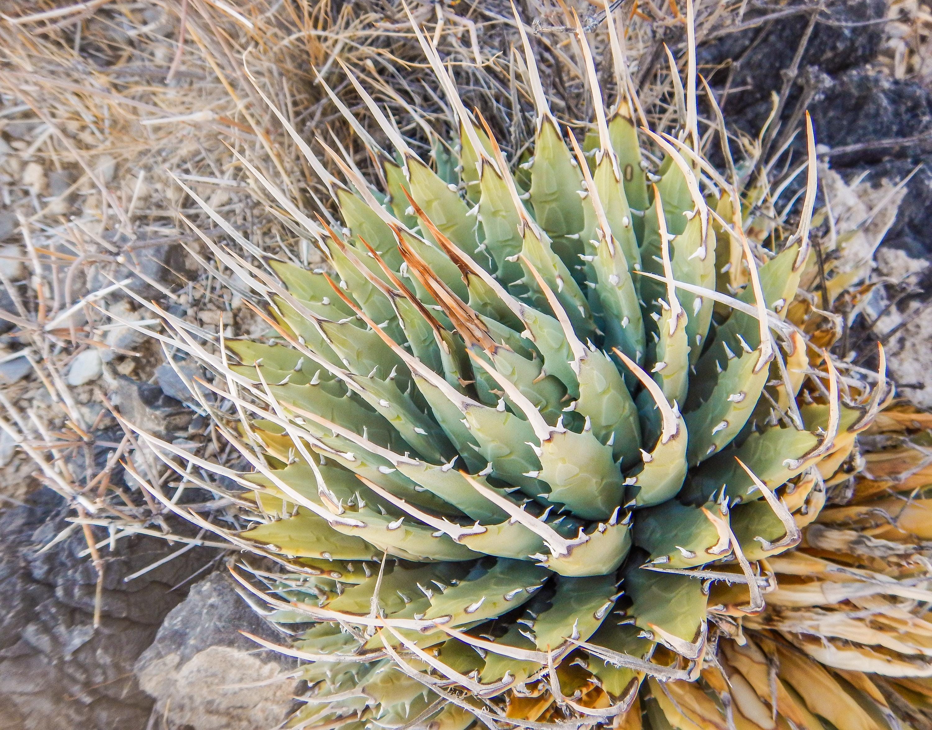 Agave Utahensis Eborispina - Etsy