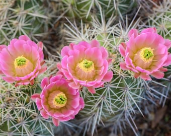 Echinocereus X Roetteri, 20 Seeds - Etsy