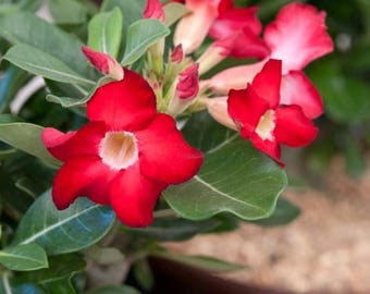 Set 2 Live Red Desert Rose Plant - 4–6" Tall - Adenium obesum - Flower Plant - Ship No Pot - Indoor or Outdoor