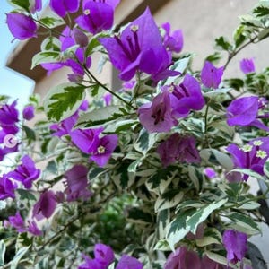 May include: Close-up of a bougainvillea plant with vibrant purple flowers. The flowers are surrounded by green and white variegated leaves. The image is well-lit, showcasing the plant's natural beauty and texture. The plant is in full bloom.