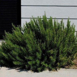 May include: A lush, green rosemary bush with dense, needle-like leaves. The plant is full and vibrant, with a natural, unkempt shape. The bush is planted near a concrete walkway and a light gray wall with dark shutters.