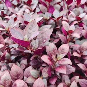 May include: Close-up of a vibrant plant with a multitude of leaves in shades of pink, purple, and light green. The leaves have a smooth texture and are densely packed together, creating a lush, textured appearance. The plant's color palette is dominated by rich, saturated hues.