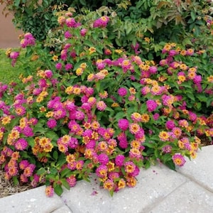May include: A vibrant bush of lantana flowers in full bloom. The flowers display a mix of bright pink, yellow, and orange hues, set against a backdrop of green foliage. The flowers are clustered together, creating a dense and colorful display.
