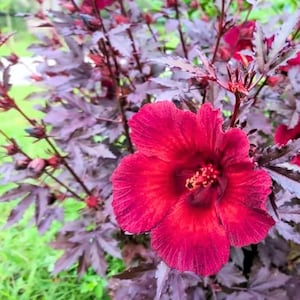 Set 2 Live Cranberry Hibiscus Plants - 4–6" Tall - Ship No Pot - Red Flowering Hibiscus for Garden & Patio