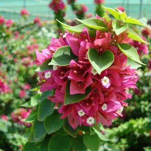 May include: Close-up of a vibrant bougainvillea plant with bright pink bracts and small white flowers. The plant has green leaves and is surrounded by other bougainvillea plants in a garden setting.