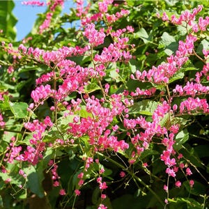 May include: A vibrant image of a flowering vine with clusters of small, bright pink flowers. The flowers are densely packed along the stems, creating a lush, textured appearance. Green leaves provide a backdrop, with a glimpse of blue sky.