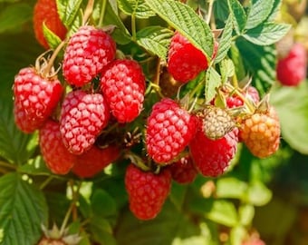 Set 2 Live Caroline Red Raspberry Plants - 4" Tall - Rubus idaeus - Ship No Pot - Outdoor or Garden