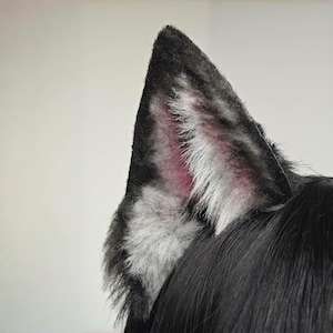 Op de afbeelding: Een close-up van een wolfsoor van imitatiebont. Het oor is voornamelijk zwart met grijze en witte accenten en een roze binnenkant. Het oor is bevestigd aan een zwarte pruik of haarstuk, wat een realistische uitstraling creëert.