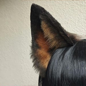 Serre-tête fait main avec oreilles de chien de berger allemand, grandes oreilles de chien brunes Cosplay, 12 cm