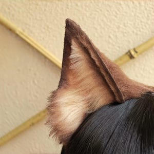 May include: A close-up of a pair of brown and tan faux fur animal ears. The ears are attached to a black surface, possibly a headband or wig. The fur has a realistic texture and color gradient.