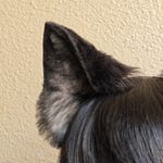 Wolf Accessories
