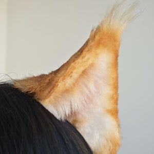 Op de afbeelding: Een close-up van een vossenoor van imitatiebont in tinten oranje, bruin en wit. Het oor is bevestigd aan een zwart oppervlak. Het oor staat rechtop met een pluizige textuur en een punt.