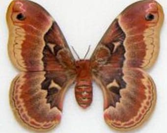 Saturniidae Callosamia promethea EE. UU. (Pensilvania) (ex pupa)