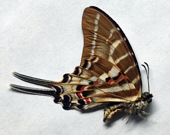 Papilionidae Graphium aristeus hermocrates Philippines (Marinduque) male