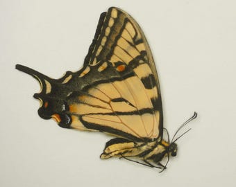 Papilionidae, Papilio glaucus, Eastern Tiger swallowtail, female, USA