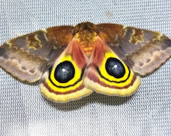 Saturniidae Automeris io USA (ペンシルベニア) メス
