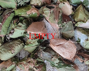 Capullos vacíos de polilla luna (juego de 10) - Materiales de arte