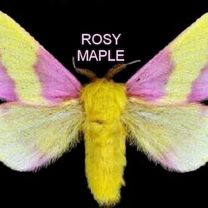 May include: A Rosy Maple Moth with yellow and pink striped wings and a yellow body. The moth is centered on a black background. The text "ROSY MAPLE" is above the moth.