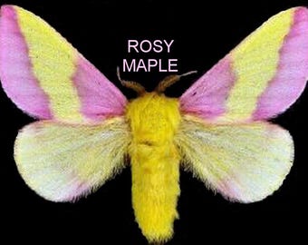 Pink Rosy Maple Moth, Dryocampa rubicunda  USA