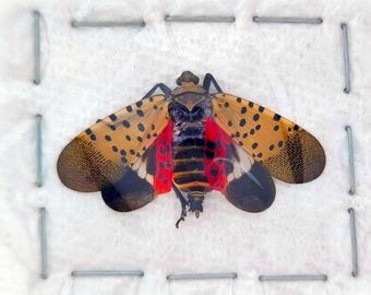 LANTERNFLY Red pink spotted lanternfly (Lycorma delicatula) USA