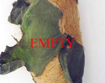 Capullo vacío de polilla luna: Saturniidae, Material de arte