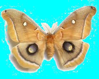 Saturniidae Antheraea polyphemus EE. UU. (Pensilvania) macho/hembra