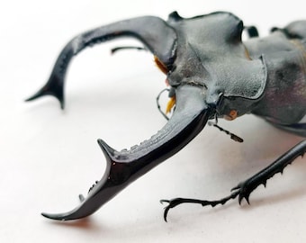 Escarabajo ciervo Lucanus cervus Europa macho