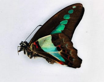 Papilionidae Graphium (s. str.) sarpedon sarpedon Philippines (Marinduque) male