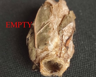 Polilla Polyphemus, criada en granja: capullo vacío para obras de arte.