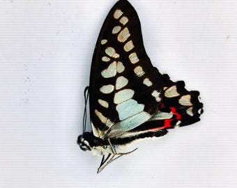 Papilionidae Graphium (s. str.) evemon eventus Philippines (Marinduque) male