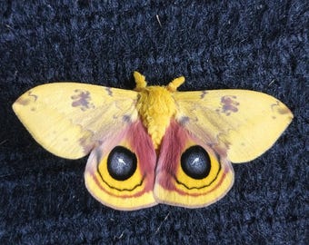 Saturniidae Automeris io USA (Pennsylvania) male