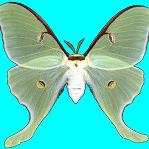 Polilla luna (Actias luna) de EE. UU., criada en granja. Calidad A1.