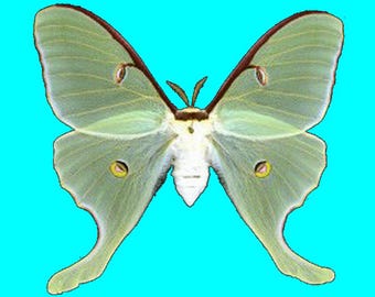 Polilla luna (Actias luna) de EE. UU., criada en granja. Calidad A1.